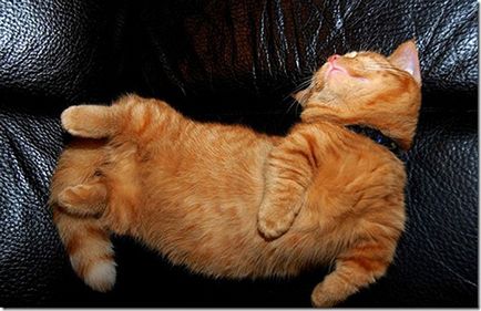 25 Pisicile amuzante prezintă pentru somn
