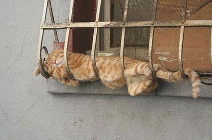 25 Pisicile amuzante prezintă pentru somn