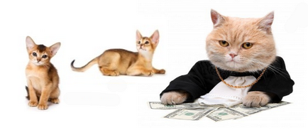 Prețul abisinian, prețul pisicilor abisinian