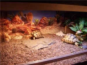 Akvárium teknősök