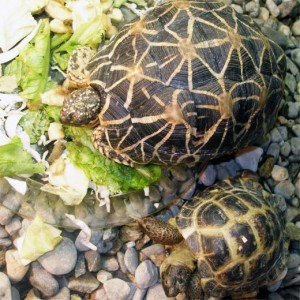 Акваріум для черепахи