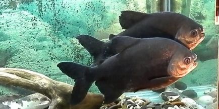 Akvárium piranha piros és fekete PACU, leírása és gondozás