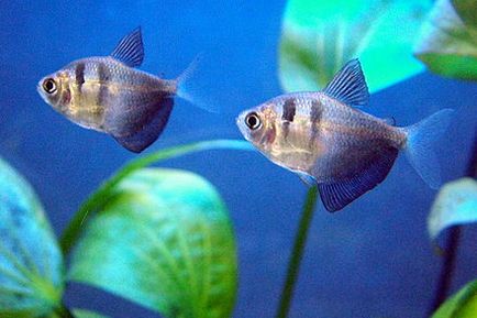 Peștele de acvariu al speciilor familiale de haracină, descrierea, conținutul, compatibilitatea cu celelalte