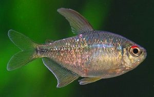 Акваріумні рибки сімейства хараціновие види, опис, зміст, сумісність з іншими