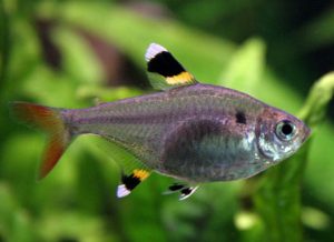 Акваріумні рибки сімейства хараціновие види, опис, зміст, сумісність з іншими