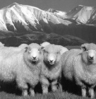 Altaiskaya fajta juhot (Altaiskaya fajta juh) Altai juhfajtához