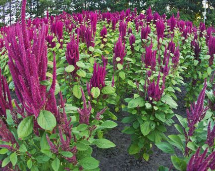 Amaranth gyomnövény titkos (vásárlás kombain) Weed egy titkos amaránt