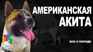 American Akita fotografie, descriere și caracteristici ale rasei