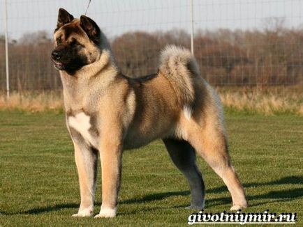 Câine american Akita