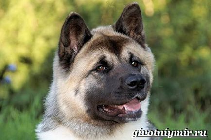 Câine american Akita