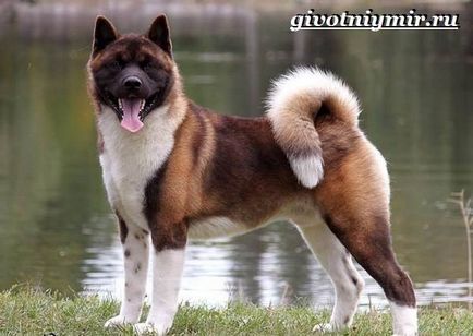 Câine american Akita