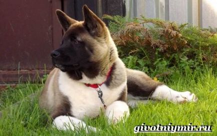 Câine american Akita