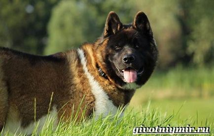 Câine american Akita