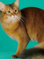 amerikai drótszőrű macska