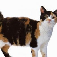 American Shorthair Cat