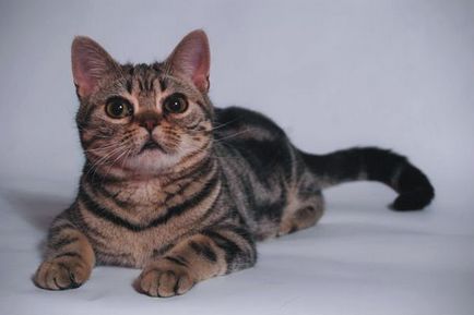 Pisica americană de blană (pisică de pisică) pisică fotografie, cumpărare, preț, video