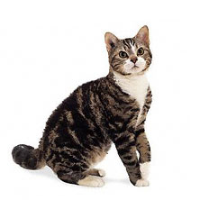 Американська жесткошерстная порода кішок (american wirehair)