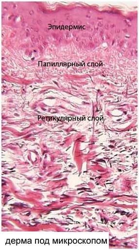 Anatomia și histologia dermei