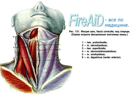 Anatomia topografiei gâtului și a triunghiurilor sale