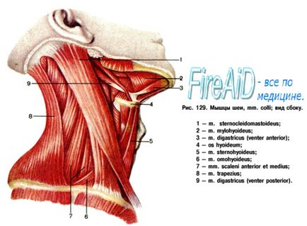 Anatomia topografiei gâtului și a triunghiurilor sale