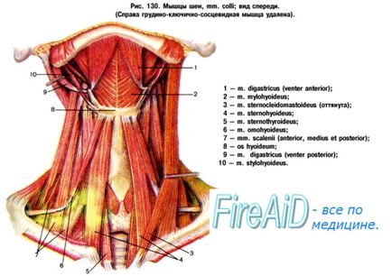 Anatomia topografiei gâtului și a triunghiurilor sale