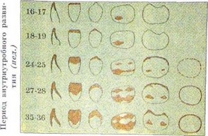 Caracteristici anatomico-morfologice, histologice și roentgenologice ale structurii temporare și