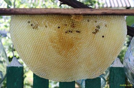 Apidomik pad kaptár, méhész jegyzetek