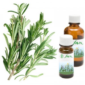 APK - Vitus - rozmaring officinalis