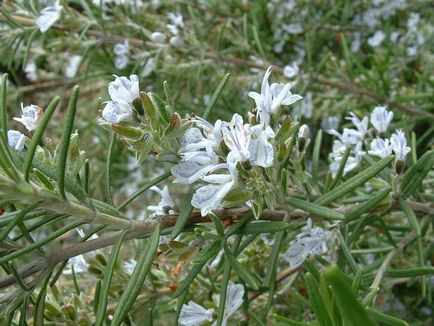 APK - Vitus - rozmaring officinalis