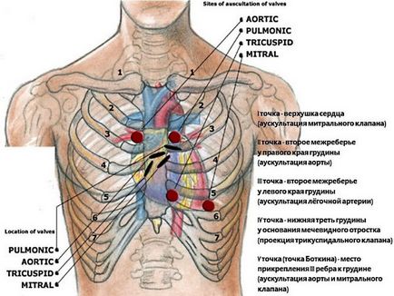 Аускультація серця - шпаргалки для швидкої допомоги