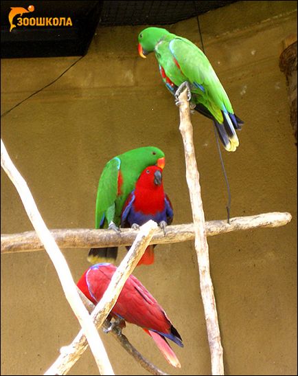 Австралійські папуги (eclectus) австралія лорі розели німфи какаду папуги зміст догляд неволі