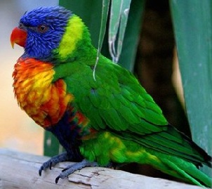 Австралійські папуги - опис птахів, фото і відео