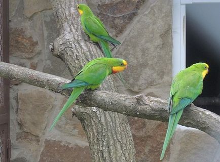 Cockatiel fotó, videó (fészek) Cockatiel fotó, videó