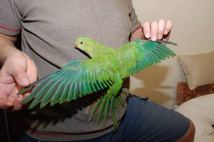 Cockatiel fotó, videó (ausztrál) Cockatiel fotó, videó