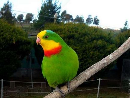 Cockatiel fotó, videó (luxus) Cockatiel fotó, videó