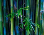 Bamboo tapet în interior - anticameră, bucătărie, dormitor, jumătate frumoasă