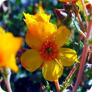 Bartonius, flori preferate