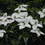 Barthonia este de aur, lentleum morcelium (bartonia aurea)