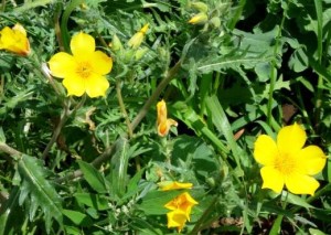 Barthonia este de aur, lentleum morcelium (bartonia aurea)