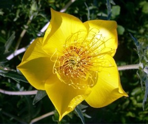 Barthonia este de aur, lentleum morcelium (bartonia aurea)