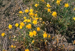 Barthonia este de aur, lentleum morcelium (bartonia aurea)