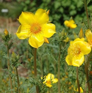 Barthonia este de aur, lentleum morcelium (bartonia aurea)