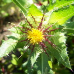 Barthonia este de aur, lentleum morcelium (bartonia aurea)