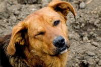 Câinii fără adăpost din lupta din regiunea Leningrad dobândesc un impuls