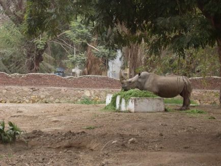 Biblică grădina zoologică din Ierusalim