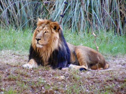 Biblică grădina zoologică din Ierusalim