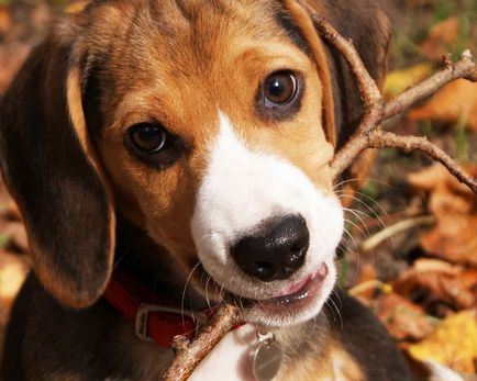 Beagle, descrierea rasei, istoria câinelui, natura, condițiile de detenție