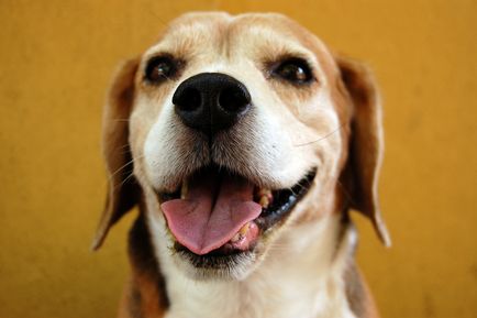 Beagle, fajta leírás, történelem, a kutya, betű, a fogva tartás körülményeinek