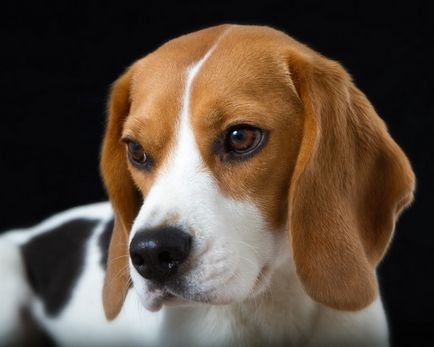 Beagle, descrierea rasei, istoria câinelui, natura, condițiile de detenție