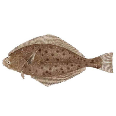 Halibut Sfaturi pentru sfaturi de gătit